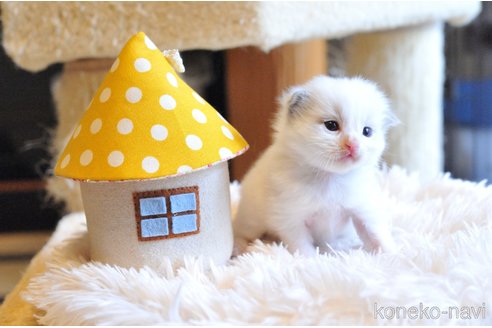 販売中の埼玉県のラグドール-117453の4枚目